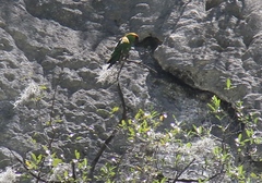 Rhynchopsitta terrisi