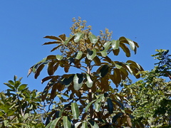 Didymopanax macrocarpus