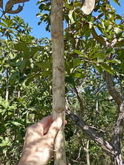 Didymopanax macrocarpus