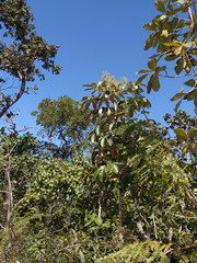 Didymopanax macrocarpus