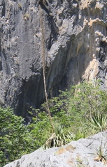 Agave funkiana