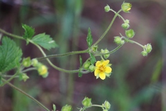 Potentilla flabellifolia