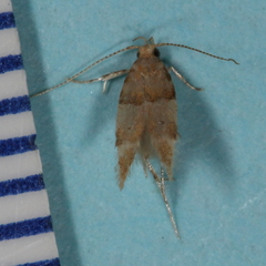 Theisoa constrictella