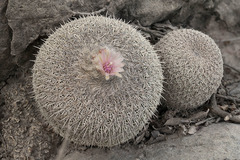 Epithelantha unguispina