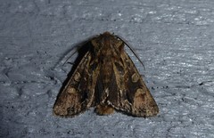 Ichneutica skelloni