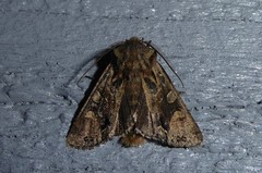 Ichneutica skelloni
