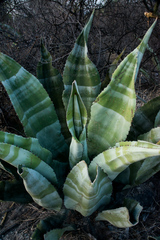 Agave marmorata