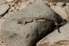 Sceloporus gadoviae