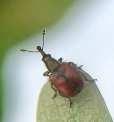 Tatianaerhynchites aequatus