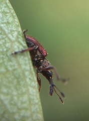 Tatianaerhynchites aequatus