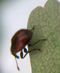 Tatianaerhynchites aequatus