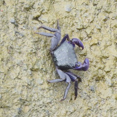 Metopograpsus