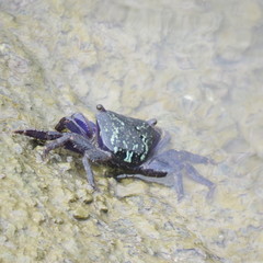 Metopograpsus