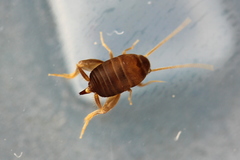 Myrmecophilus manni