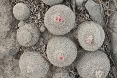 Epithelantha unguispina