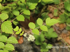 Rubus incanus