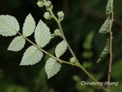 Rubus incanus