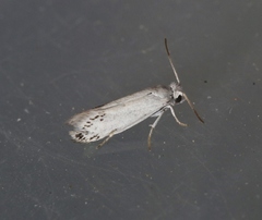 Prodoxus marginatus