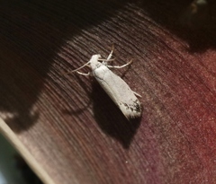 Prodoxus marginatus