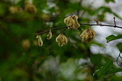 Podopterus mexicanus