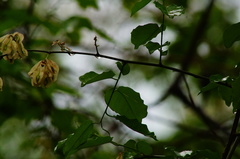 Podopterus mexicanus