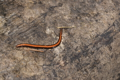 Siphonotidae