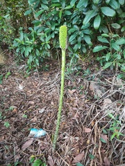 Amorphophallus kiusianus