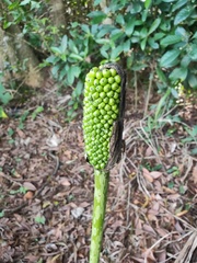 Amorphophallus kiusianus