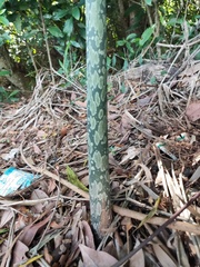 Amorphophallus kiusianus