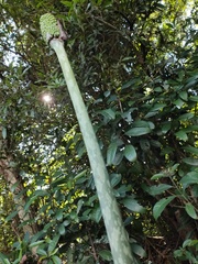 Amorphophallus kiusianus