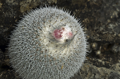 Epithelantha unguispina