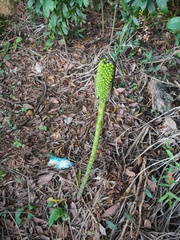 Amorphophallus kiusianus