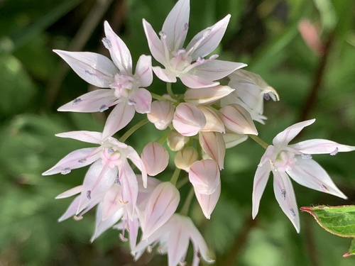 Narrowleaf onion (Allium amplectens)