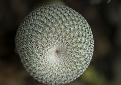 Epithelantha unguispina