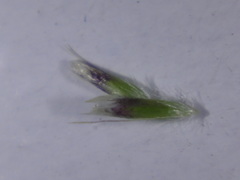 Deschampsia cespitosa