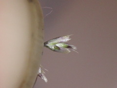 Deschampsia cespitosa