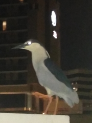 Nycticorax nycticorax