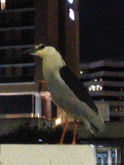 Nycticorax nycticorax