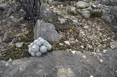 Epithelantha unguispina