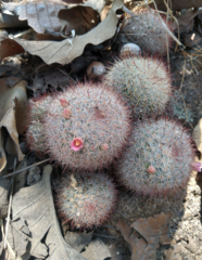 Mammillaria jaliscana