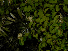 Pleurisanthes artocarpi
