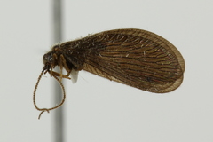 Sisyra vicaria