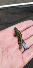 Etheostoma zonale