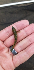 Etheostoma zonale