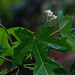 Cnidoscolus megacanthus - Photo 由 Carlos Domínguez-Rodríguez 所上傳的 (c) Carlos Domínguez-Rodríguez，保留部份權利CC BY-NC