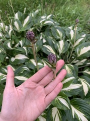Hosta undulata
