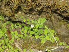 Trigonotis formosana elevatovenosa