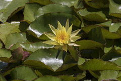 Nymphaea mexicana