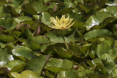 Nymphaea mexicana