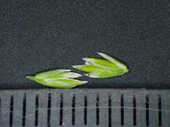 Poa alsodes